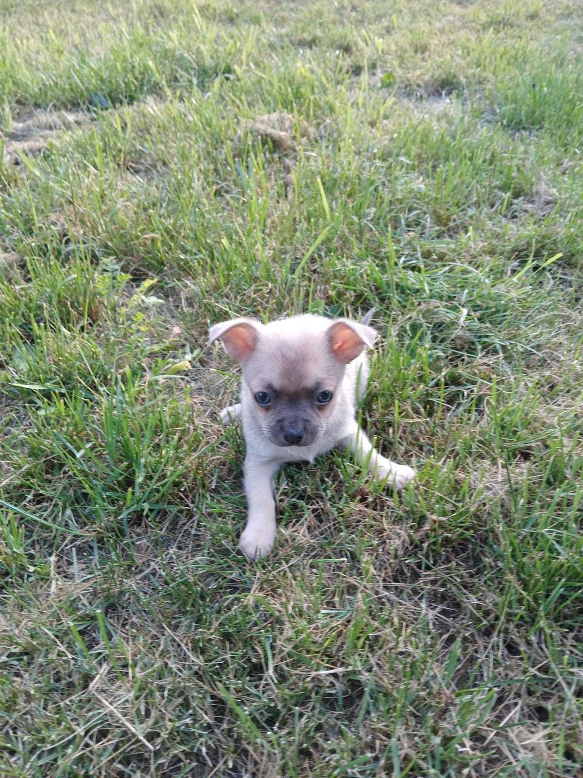 Chihuahua niebieski piesek 9 tygodni