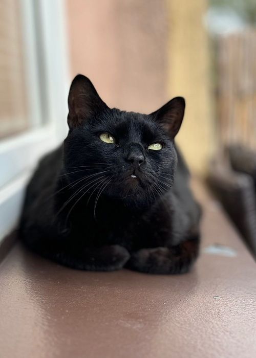 Котики. Красуня кішка Кііра