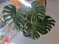 Monstera big form