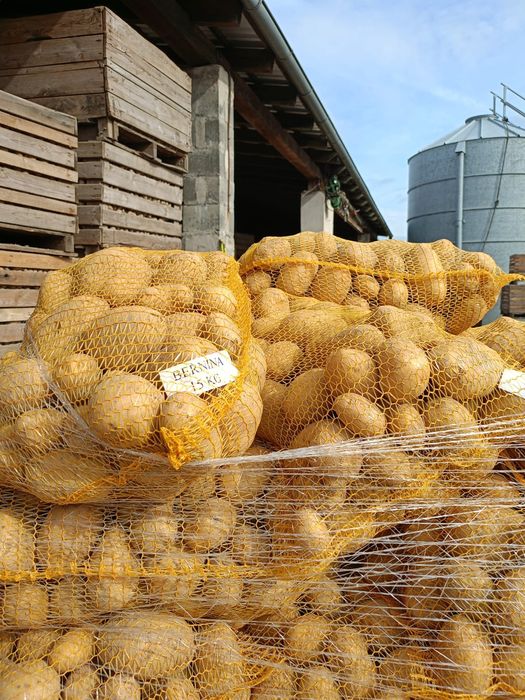 Ziemniak jadalny Bernina