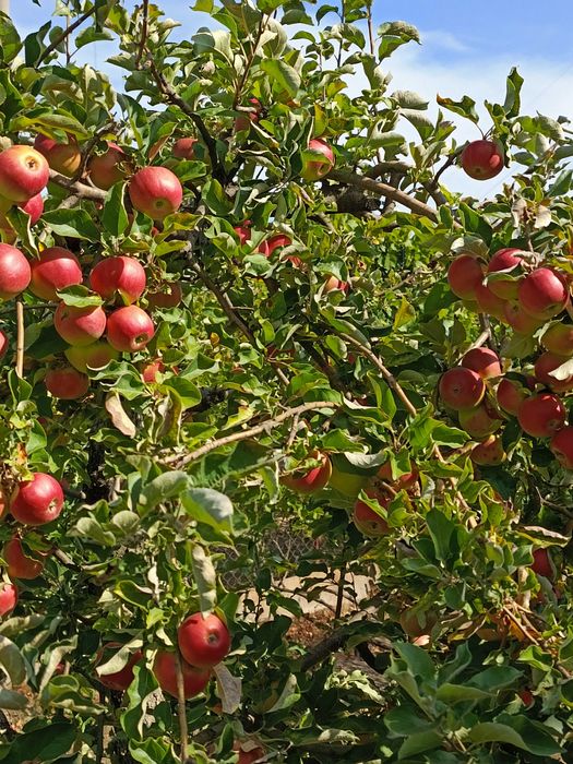 Продаю  винный виноград  Кудрик  и фрукты недорого