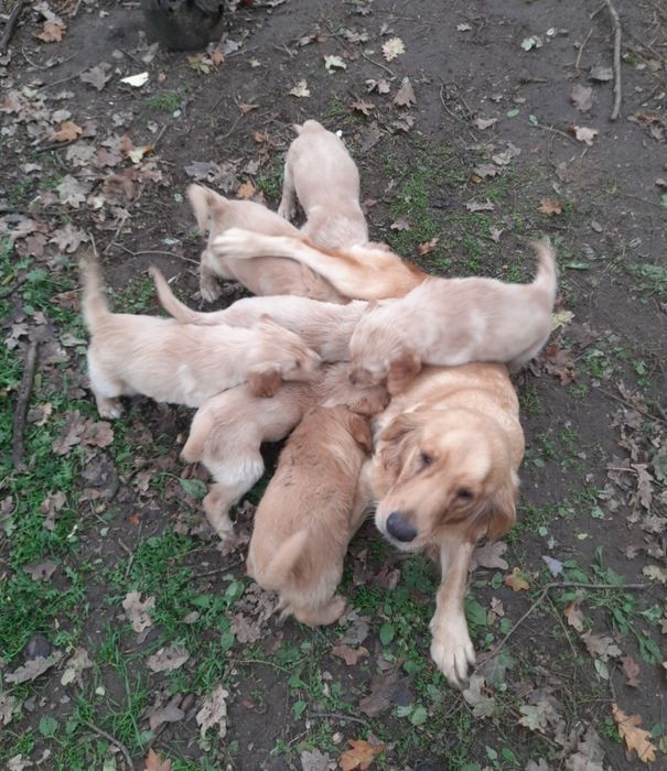 Suczka golden retriever z rodowodem