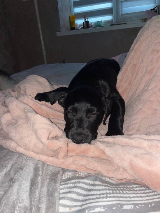 Віддам безкоштовно! Лабрадор дівчинка