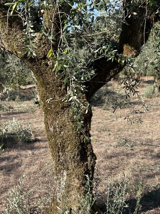 Oliveiras Centenarias