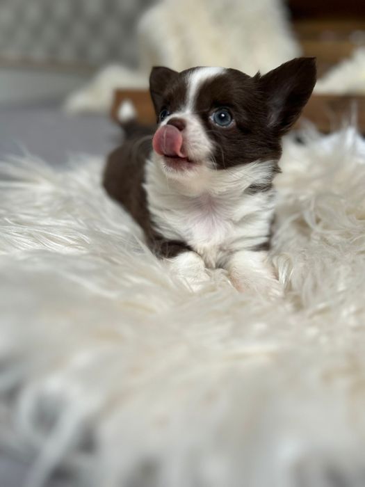 Piękna suczka Chihuahua