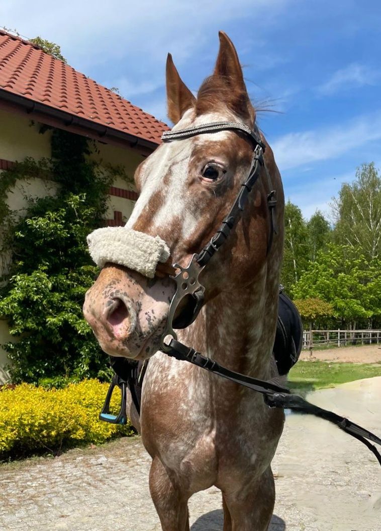 Wałach Appaloosa