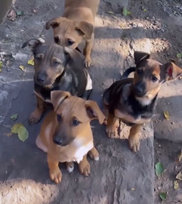 Віддам безкоштовно собачок