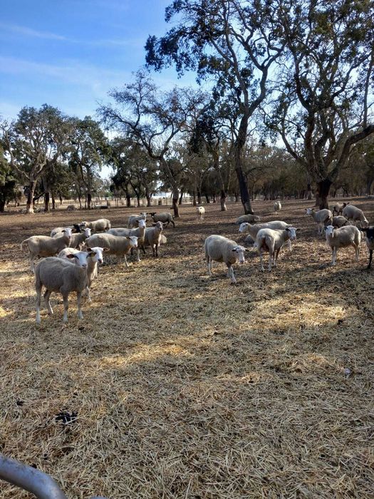 Vendo ovelhas INRA 401