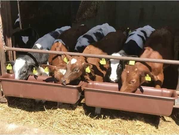 Podłużne koryto dla zwierząt gospodarskich