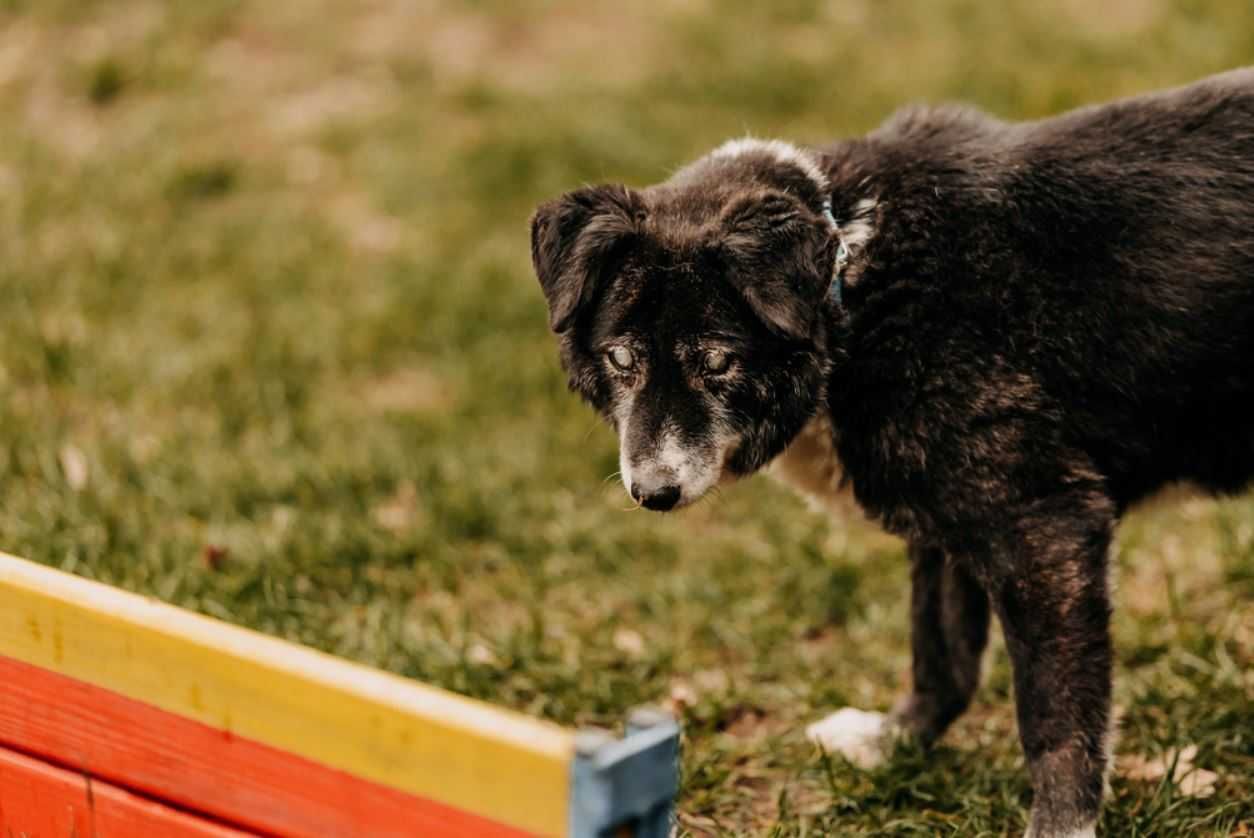 Homer jesień życia spędza w schronisku, czekając na cud... Adoptujesz?