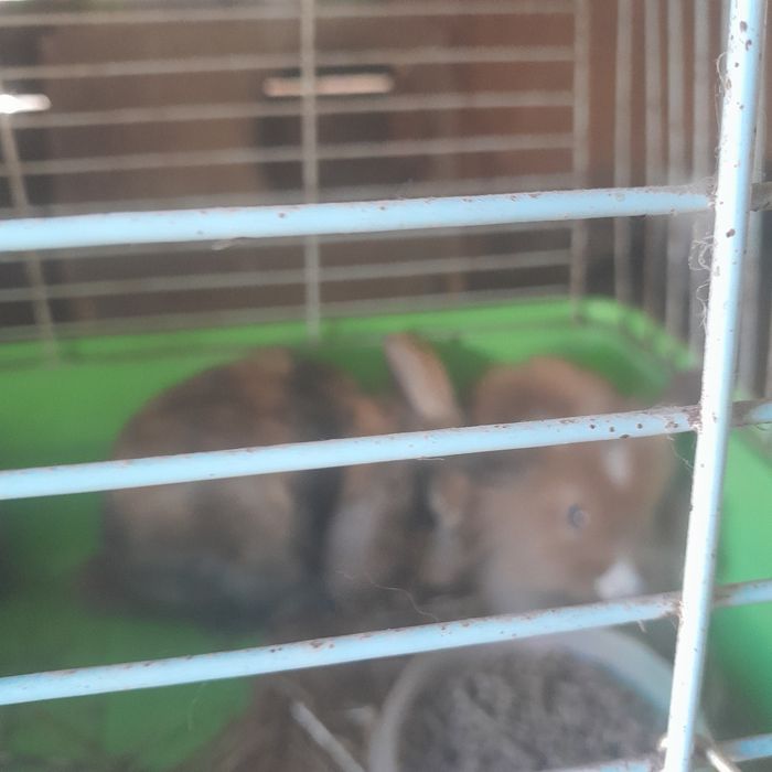 Vendo coelhos anoes de orelhas caidas