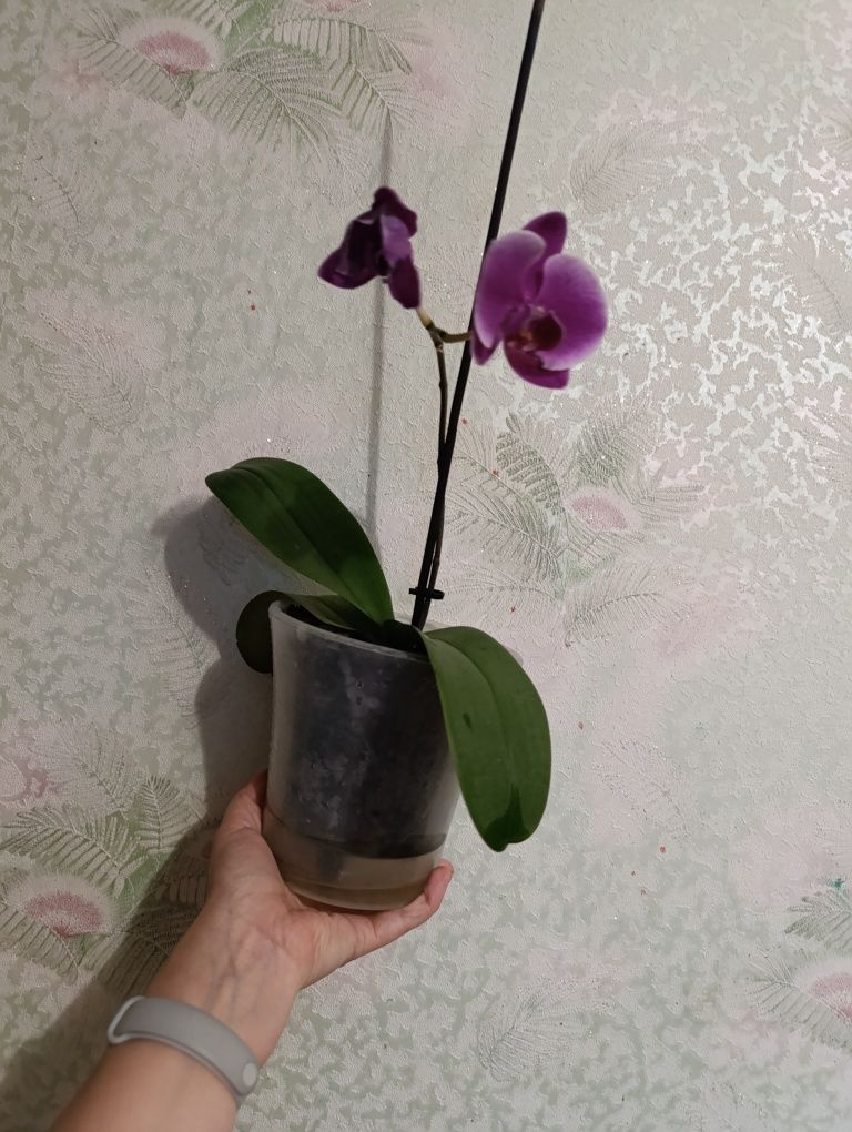 Продам орхидеи красивые