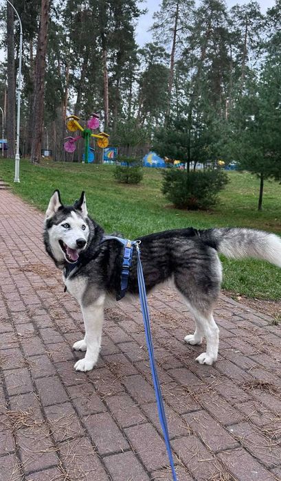 Хаскі Барбі шукає родину