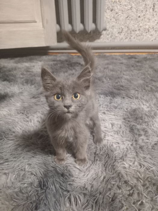 Котёнок,мальчик.