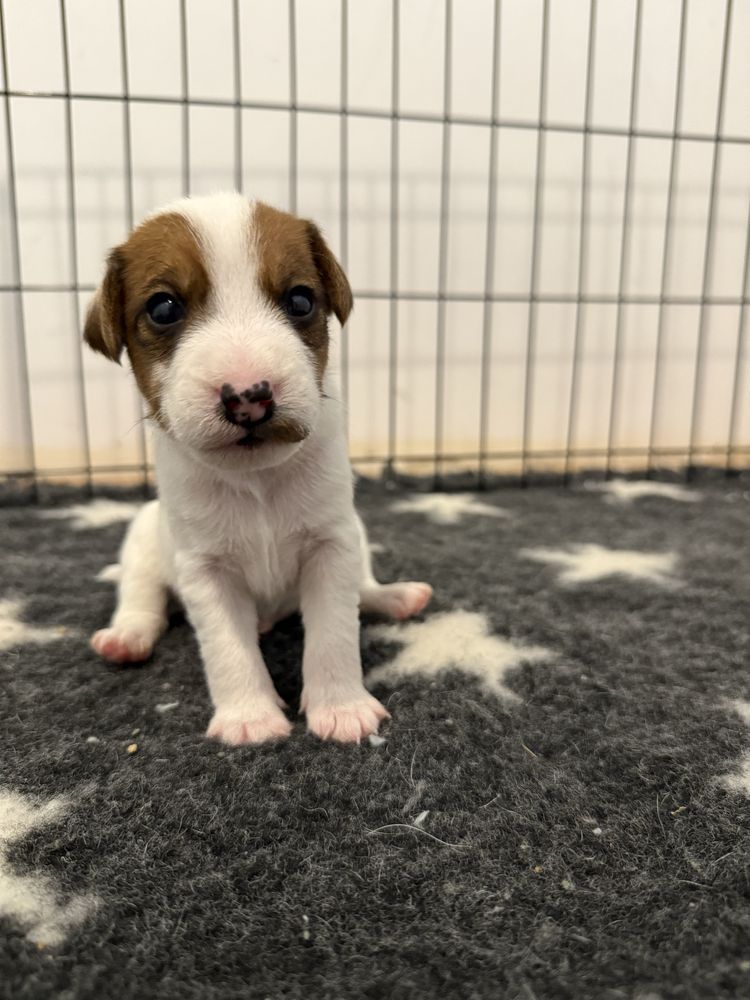 Parson Russell Terrier samiec do odbioru na początku sierpnia