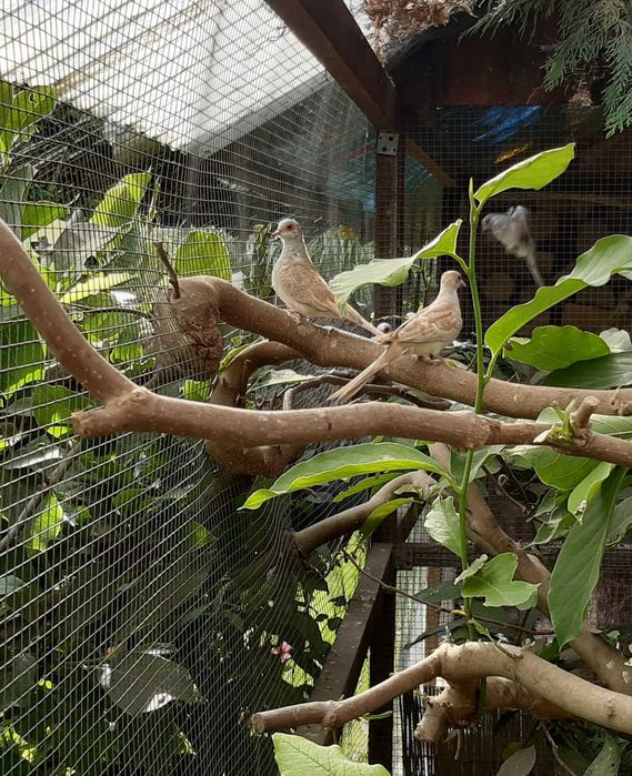 Gołąbki diamentowe szeki.