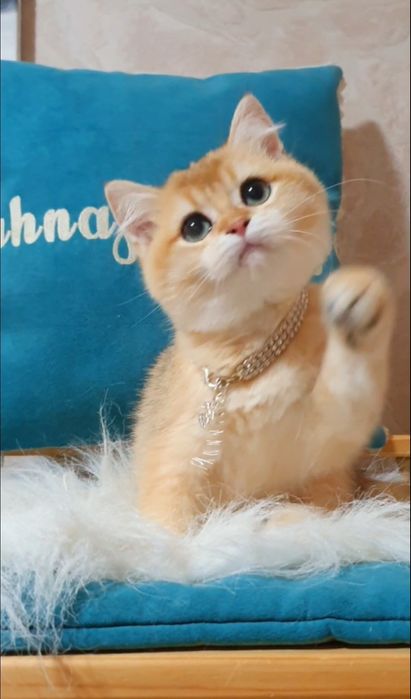 Золотая британская шиншилла ny12