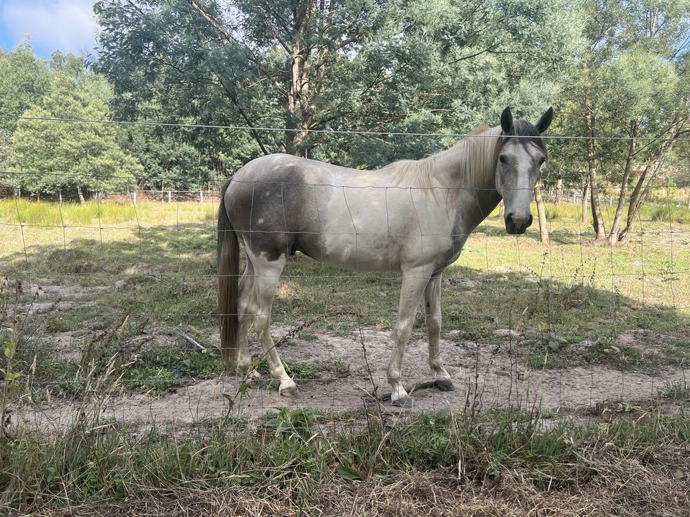 Cavalo tobiano inteiro com 3 anos