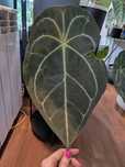 Siewka anthurium forgetii