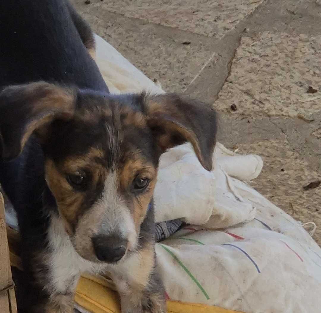 Adoção urgente - filha de cadelinha de rua