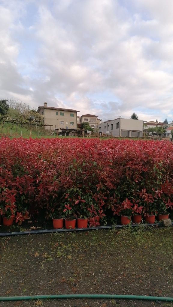 Photinia Red Robin 140/150cm