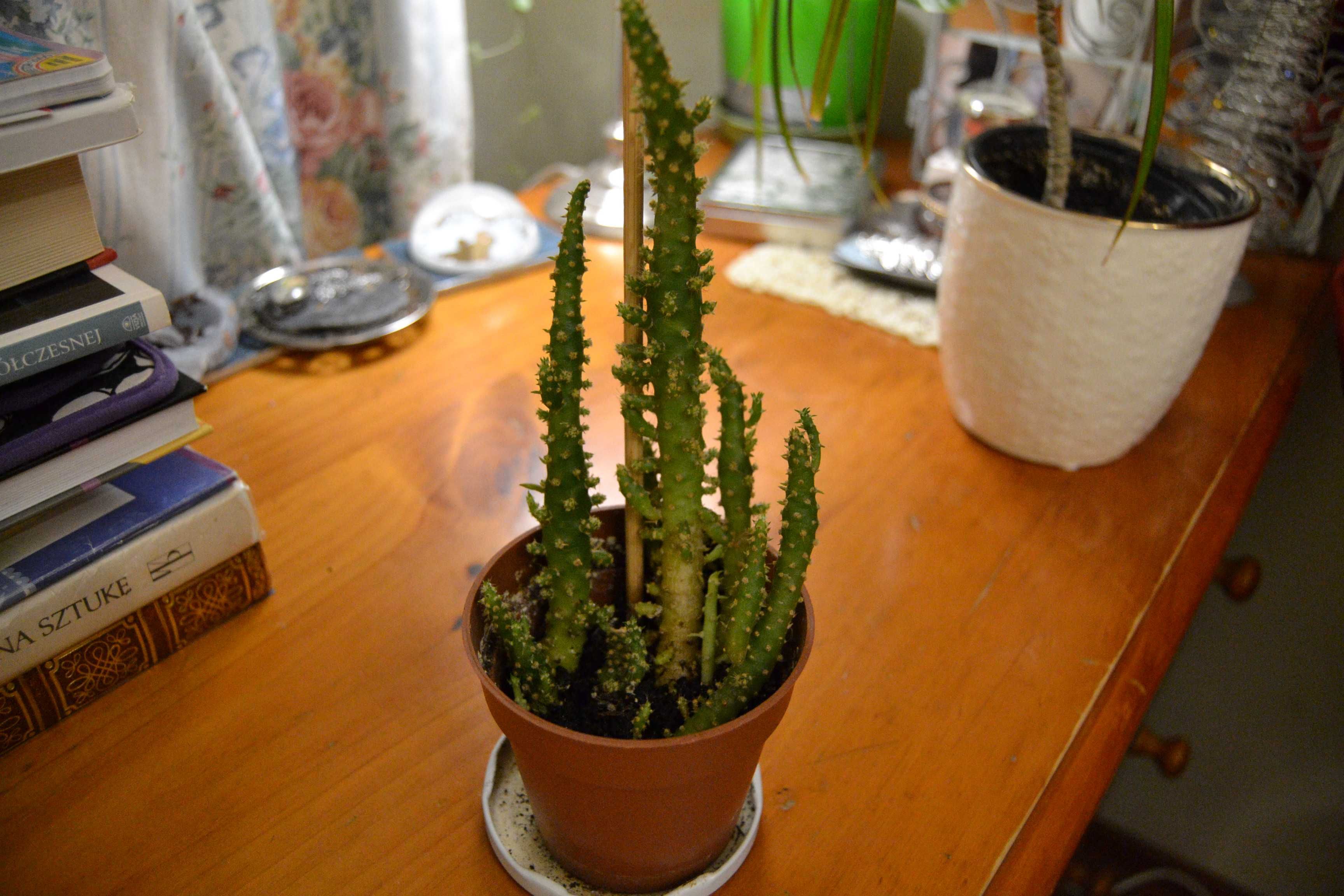 Kaktus Austrocylindropuntia subulata opuncja cylindryczna roślina