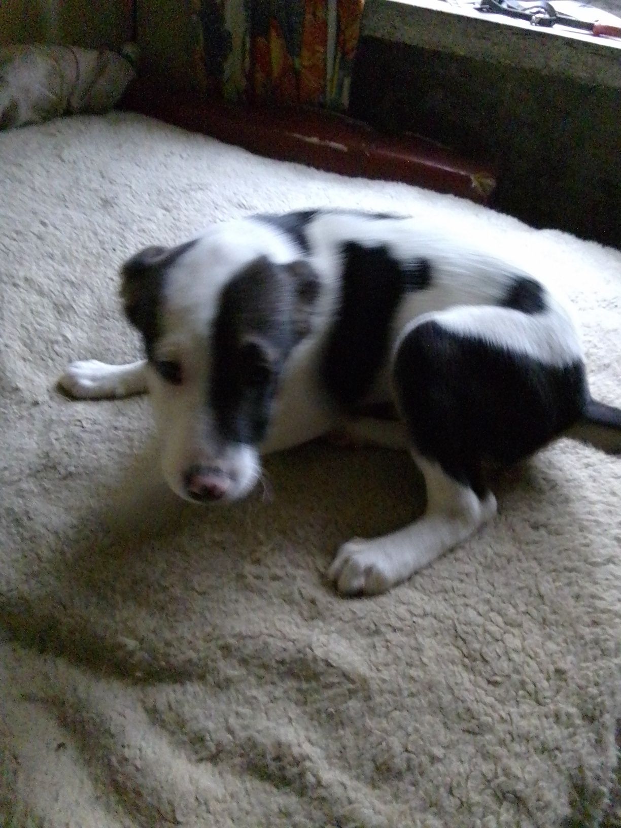 Mieszaniec do adopcji.