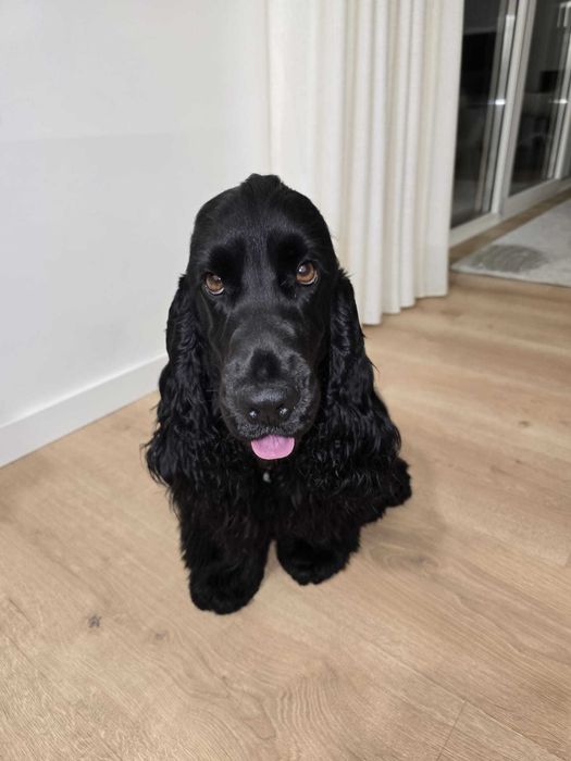 Dá-se Cocker Spaniel