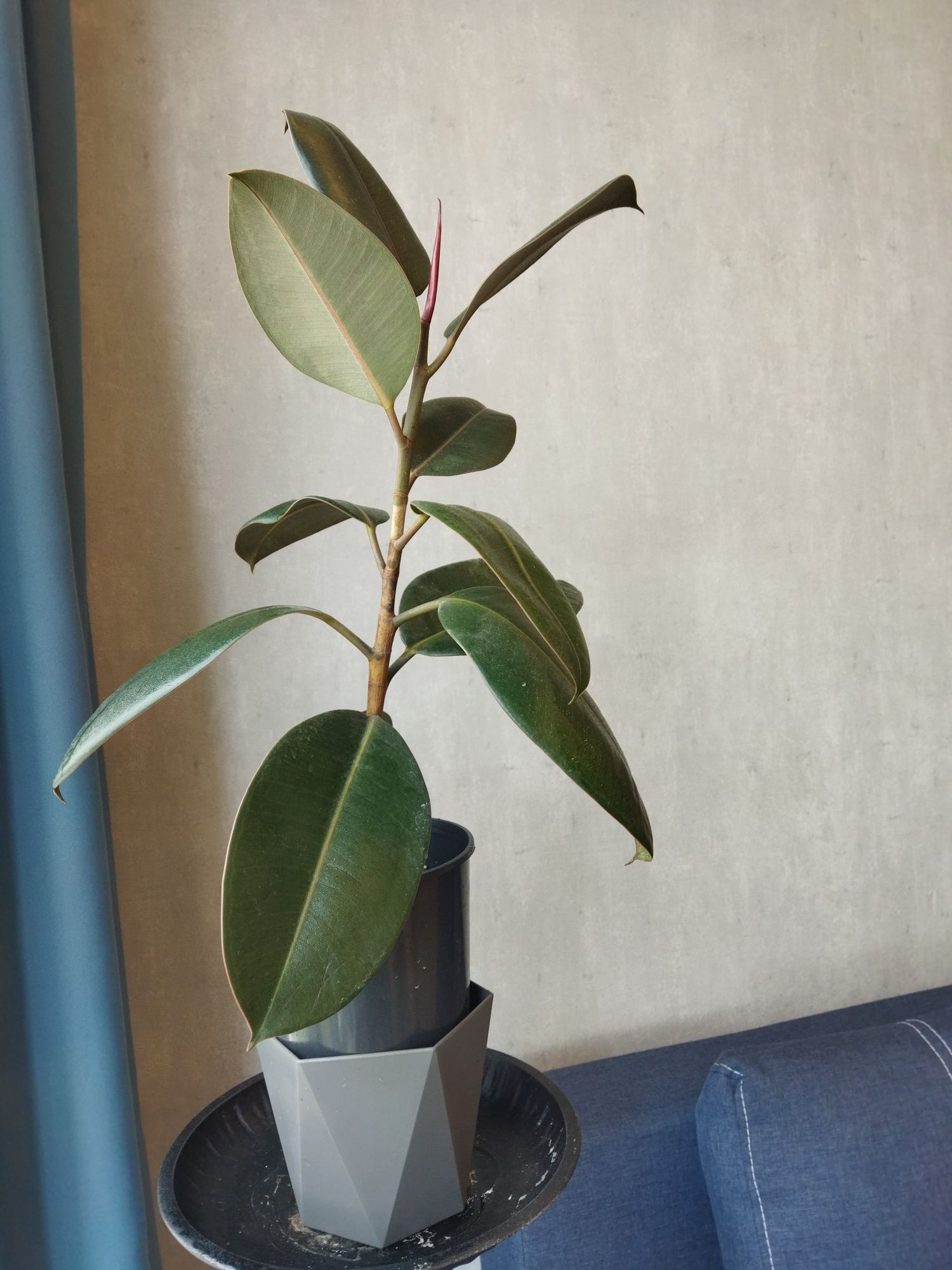 Фикус Фікус еластік, каучуконосний фікус Ficus elastica
Висота самої р