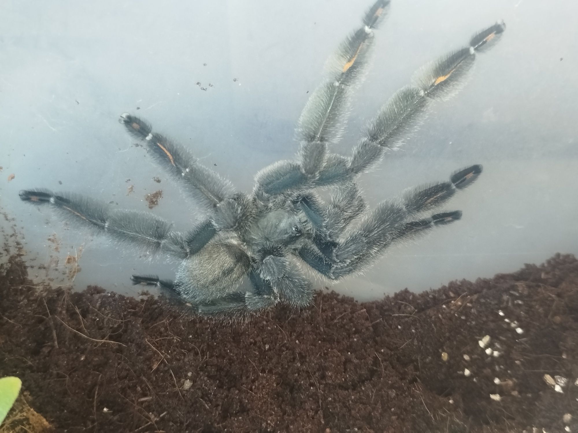 psalmopoeus irminia samiec dorosły