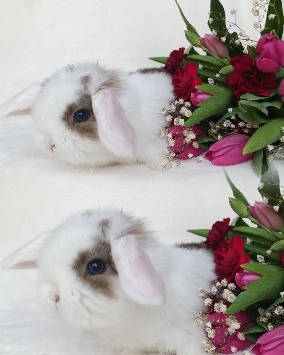 Królik baranek mini lop karzełek domowy