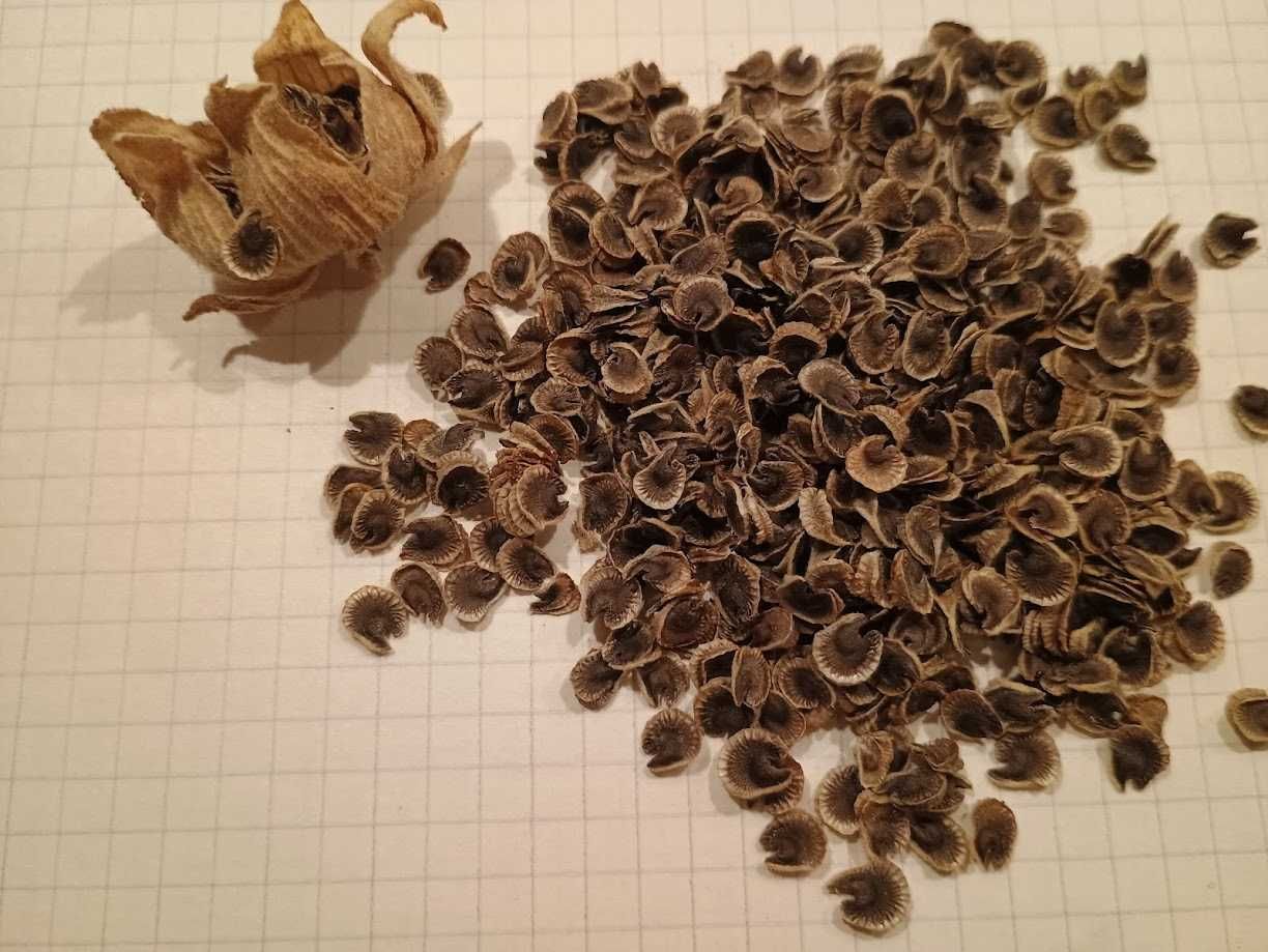 Семена махровой полной мальвы из моего сада