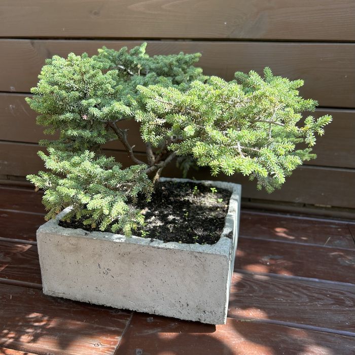 Donica ręcznie wykonana bonsai swierk mini