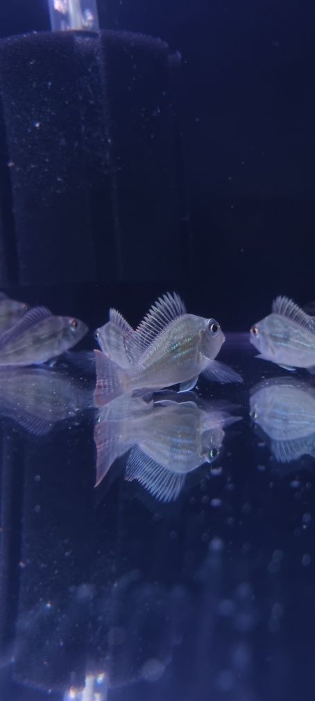 Ziemiojad geophagus sveni