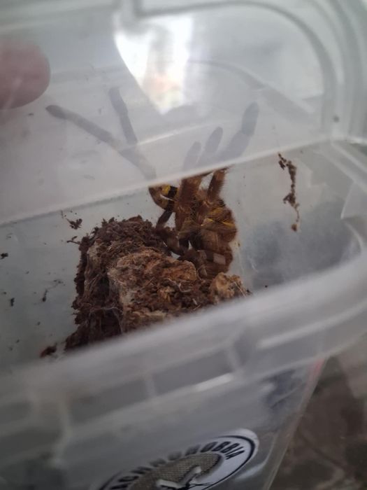 Ptasznik olbrzymi i inne