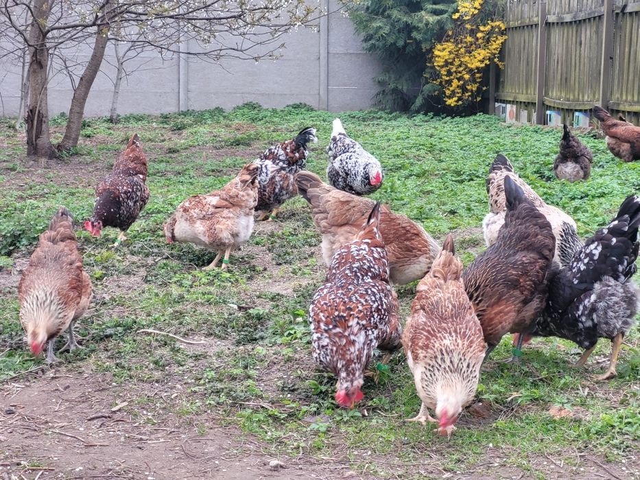 Zagrodówki, Kury Zagrodowe - Jaja lęgowe