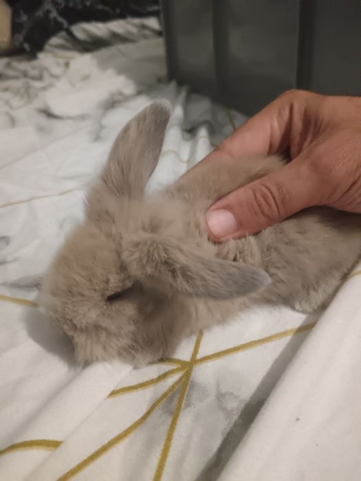 coelhos anoes holandês e mini lop