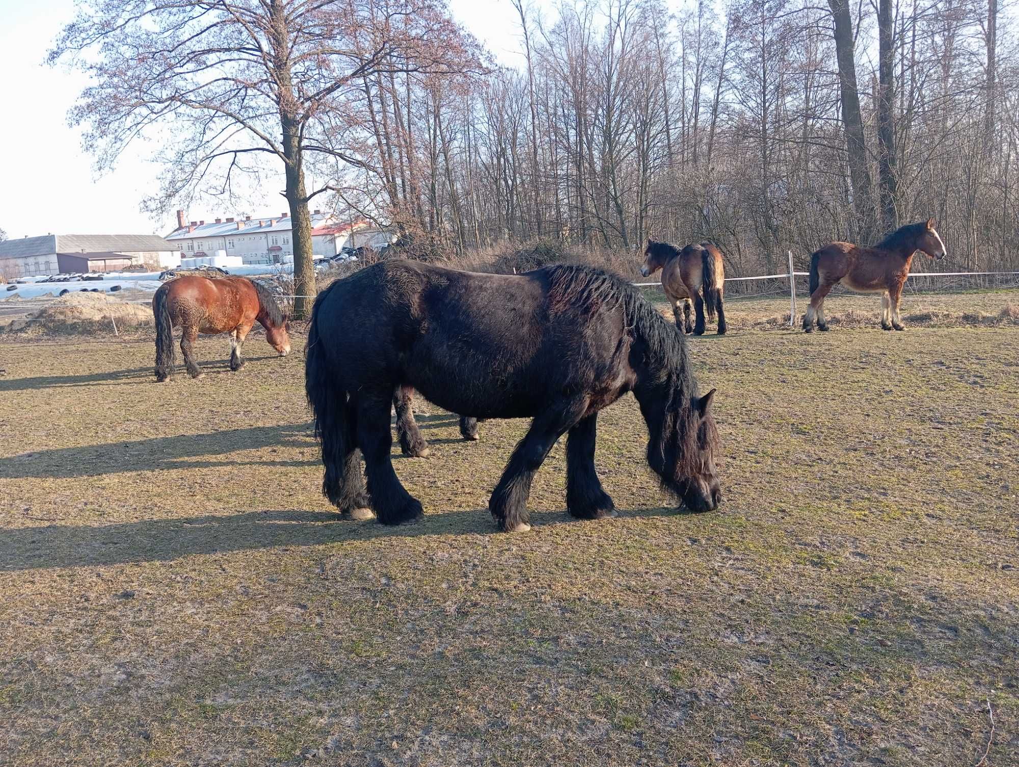 Źrebak zimnokrwisty, ogierek
