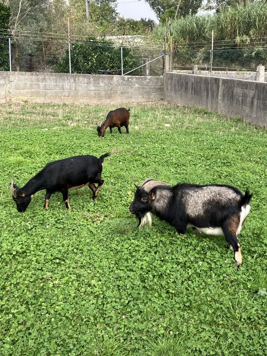 Cabras anas e chibo.