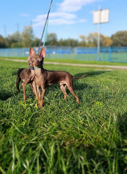 Rosyjski Toy Chłopiec FCI bez wad! Ratlerek, serenka, miniaturowy