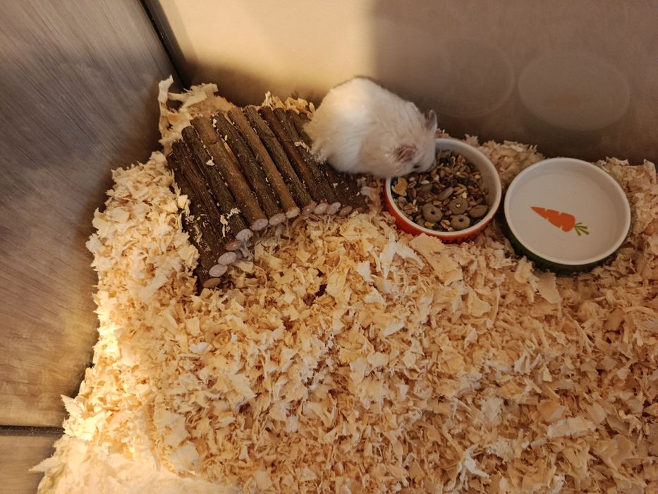 Oddam chomika syryjskiego