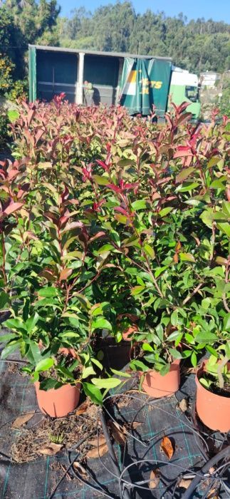 Photinia Red Robin / Carre Rouge -50CM - 100cm - 150cm