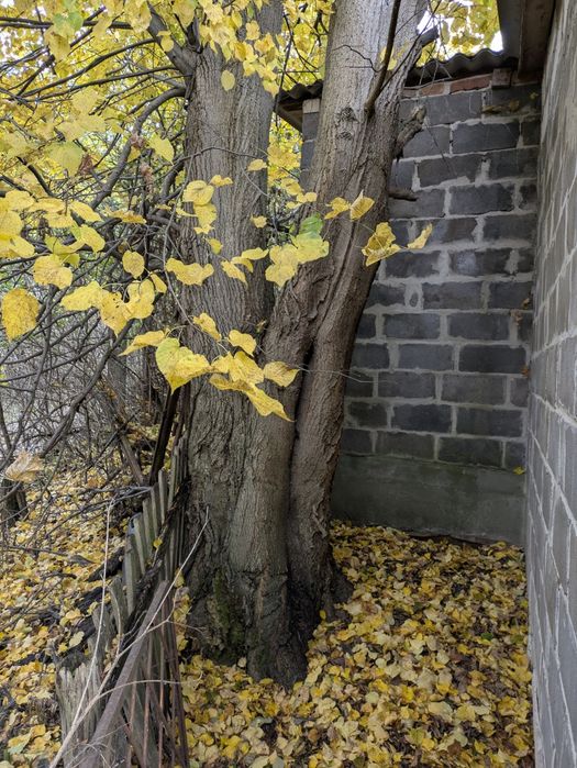 Віддам дуб та липу живі під зріз київська обл