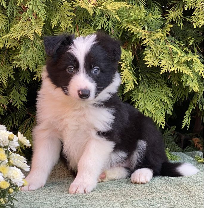 Border Collie chłopiec DEXTER