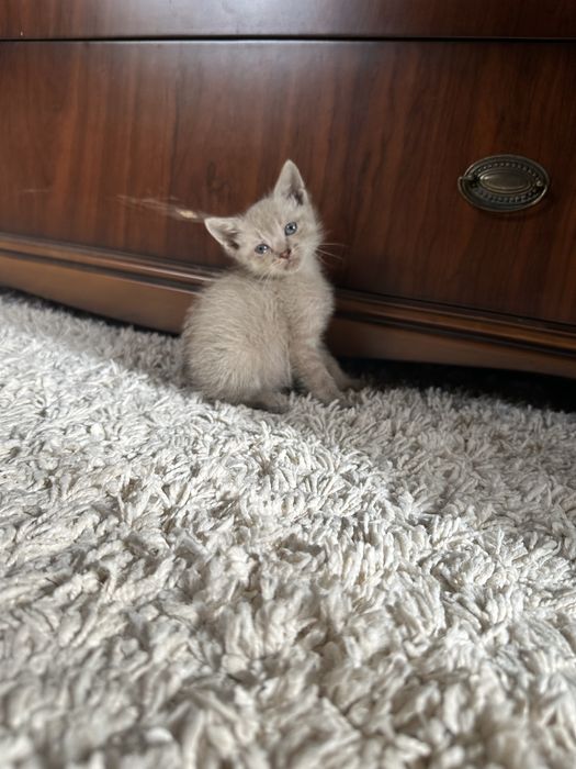 Маленькі кошенята