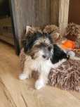 Yorkshire Terrier Biewer