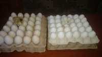 Продаються iнкубацiйнi яйця