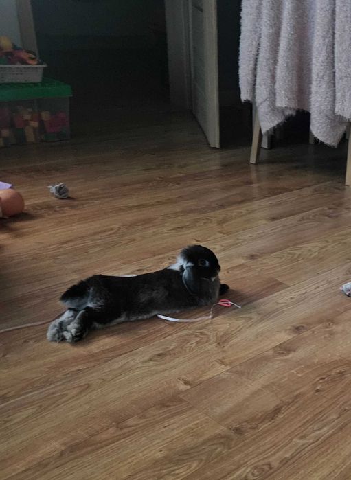 Kroik mini lop oddam