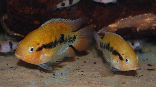 Pielęgnica miodowa  Herotilapia multispinosa