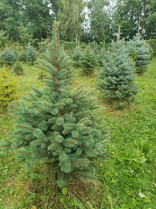 Ялинка голуба Кейбаб